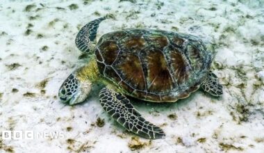 Close up shot of a small sea turtle pecks at sea grass on some bleached white coral on Australia's Great Barrier Reef.