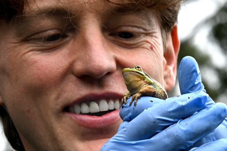 Anthony Waddle holding a green and golden bell frog with surgical gloves.