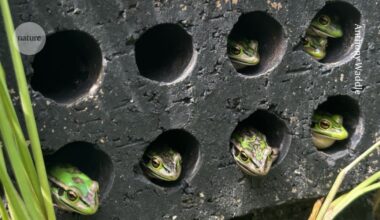 A sit in the sauna can save endangered frogs