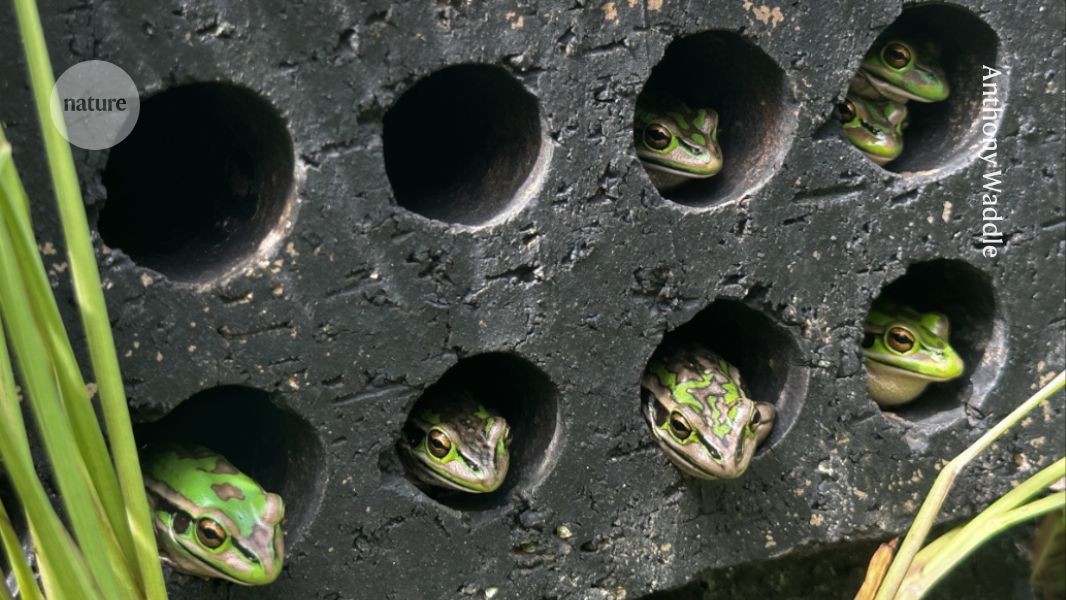 A sit in the sauna can save endangered frogs