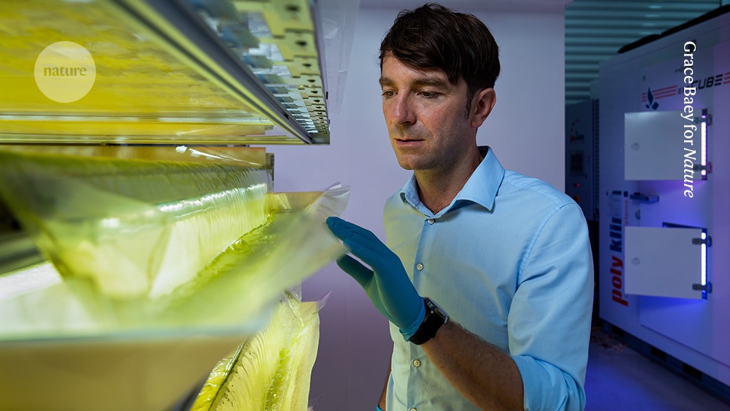 turning algal protein into mock meat
