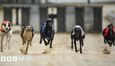 Greyhound racing to be banned by 2030 in Wales under plans