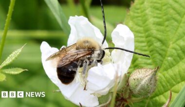 A long-horned bee (with orange and black stripes) in a white flower.