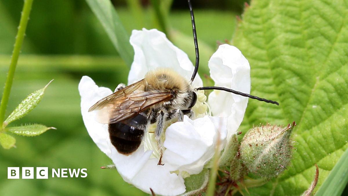 A long-horned bee (with orange and black stripes) in a white flower.
