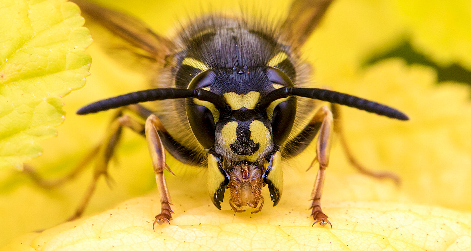 Close-up of a black and yellow wasp perched on a soft yellow leaf, showcasing its detailed face and antennae against a vibrant background