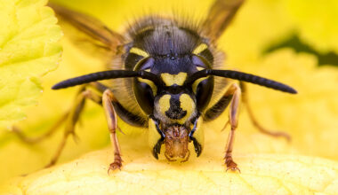Close-up of a black and yellow wasp perched on a soft yellow leaf, showcasing its detailed face and antennae against a vibrant background