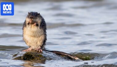 Nothing beats the rakali, Australia's mighty native water rat