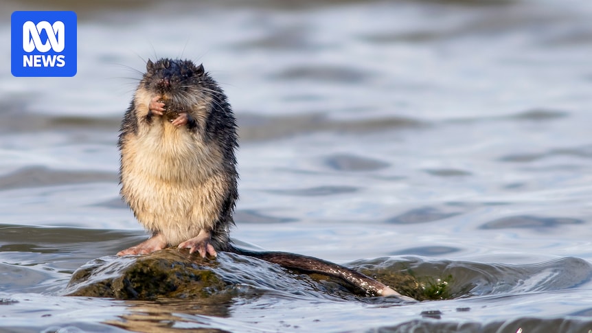 Nothing beats the rakali, Australia's mighty native water rat