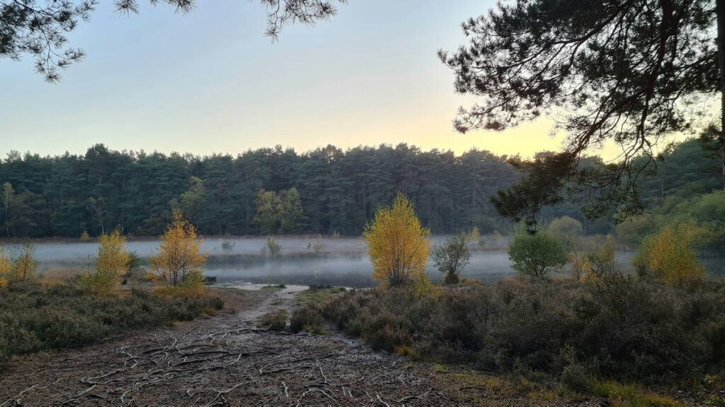 Horsell Common in Woking on a foggy day