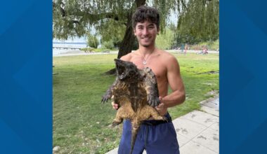 Alligator snapping turtle found at Juanita Beach Park