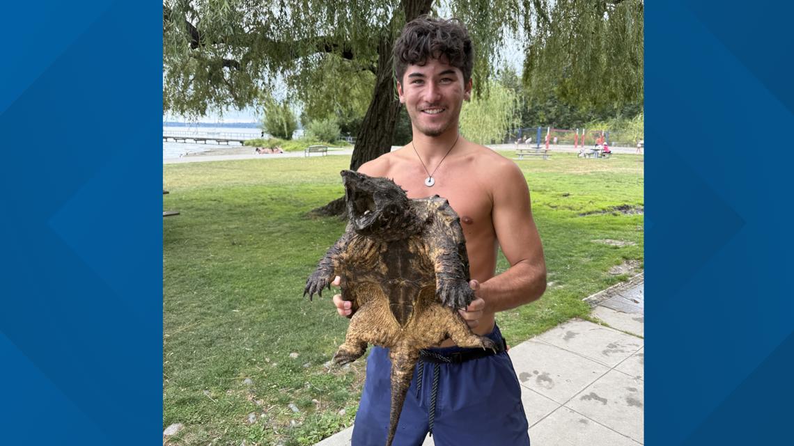 Alligator snapping turtle found at Juanita Beach Park