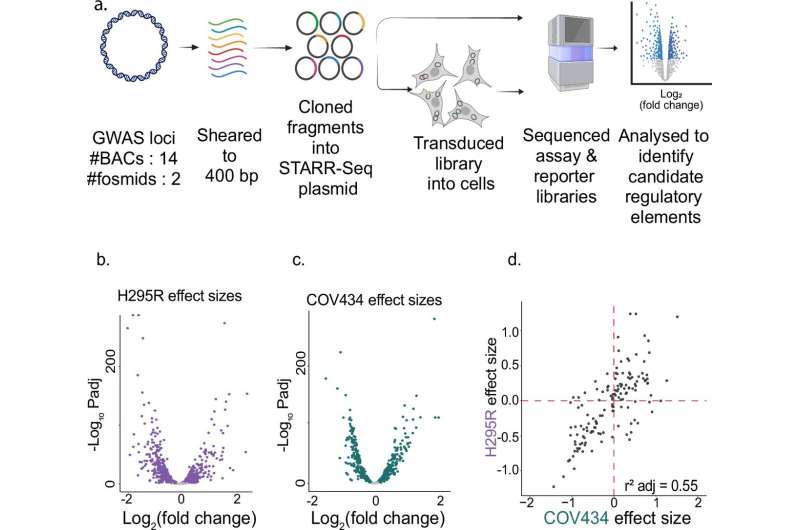DDNA variants that increase testosterone production in PCOS patients identified
