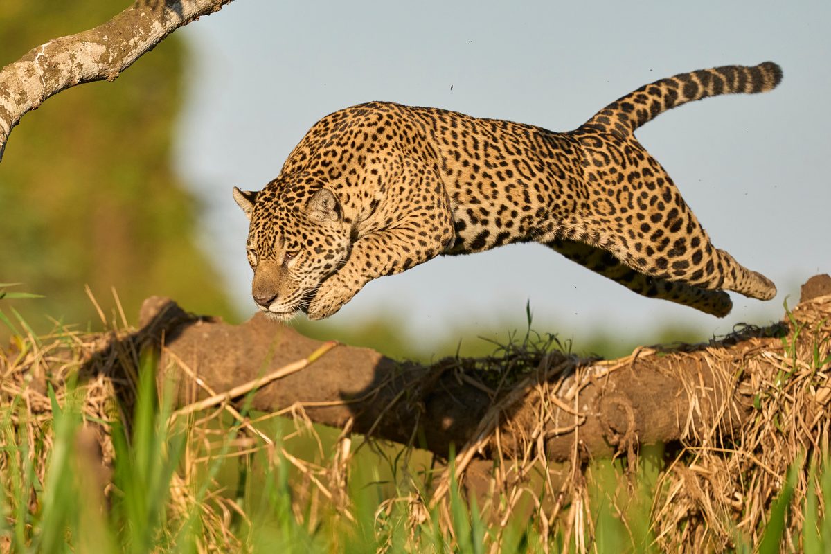 10 deadliest cats in the world: Which felines are the best killers and which attack humans?