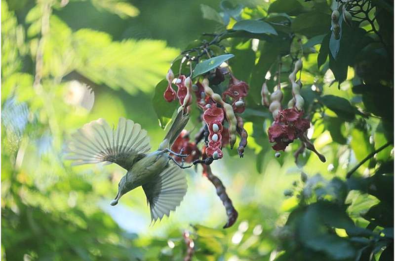 Decline of seed-dispersing animals hinders fight against climate change