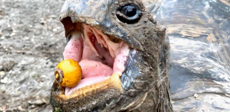 Decline of seed-dispersing animals hinders fight against climate change