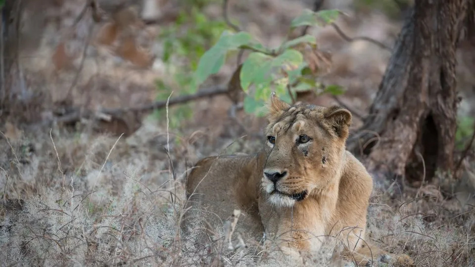 A lion rests at Gir National Park. - Robin C Hamilton