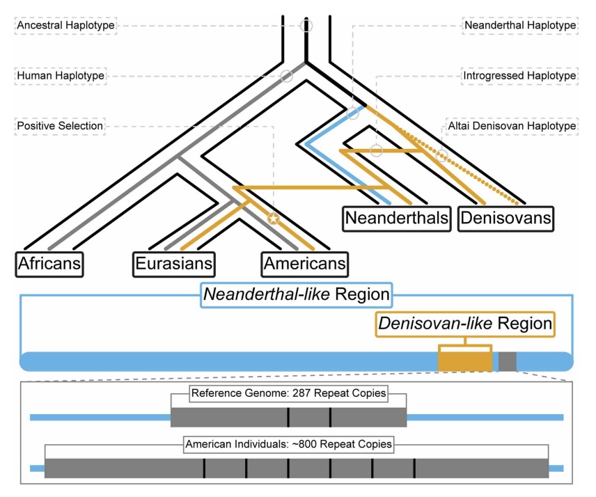 an inverted tree diagram shows the route through which the denisovan MUC19 gene travelled from denisovan to neanderthal to human.