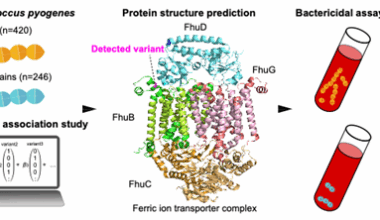 Why Some Strep Infections Turn Deadly: Genetic Clue