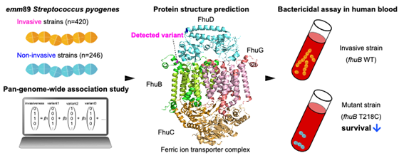 Why Some Strep Infections Turn Deadly: Genetic Clue
