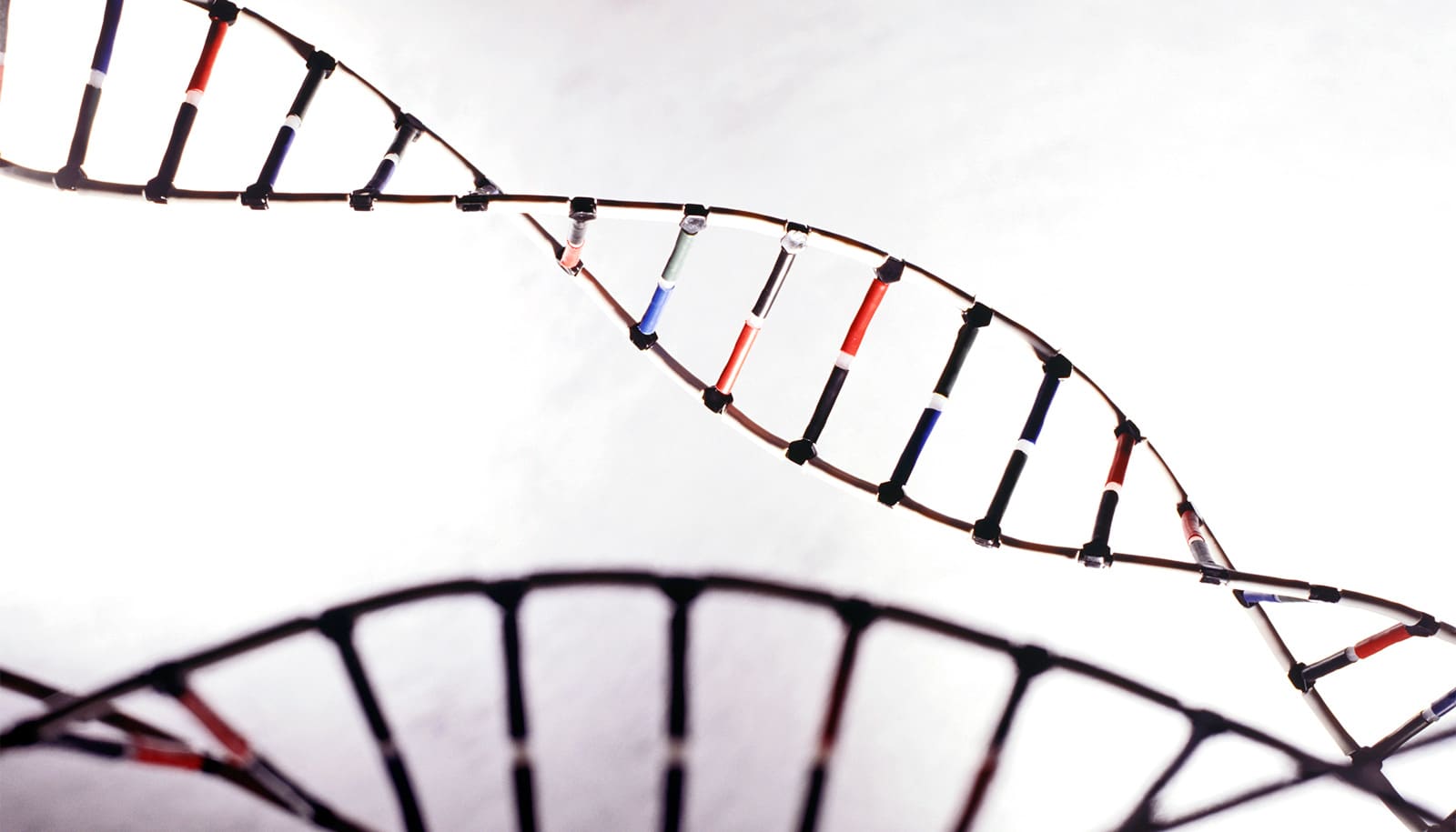 Are hibernation 'superpowers' hiding in human DNA?