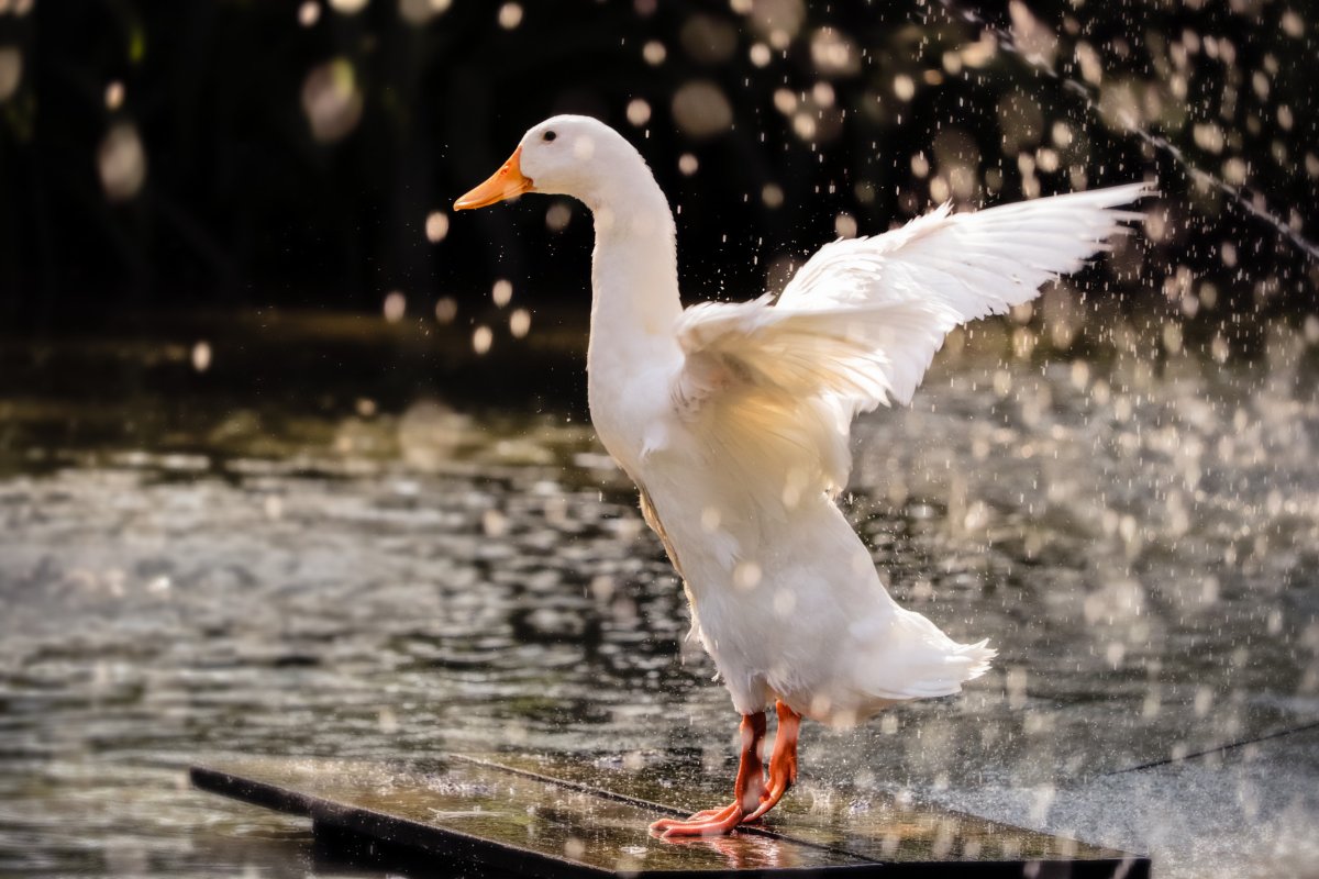 duck in the water