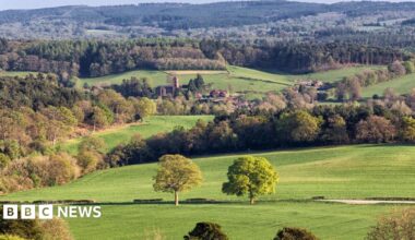 The image is a wide shot of the Surrey Hills. There are lots of trees. In the centre of the image are two green trees and, slightly behind them, buildings. The sun is shining on the grass.