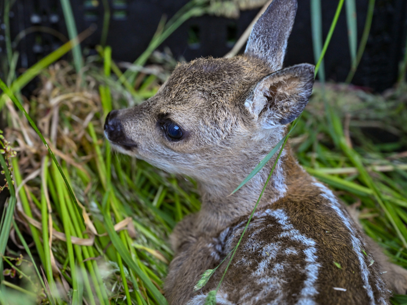 6,500 deer saved from mowing thanks to drones, record year