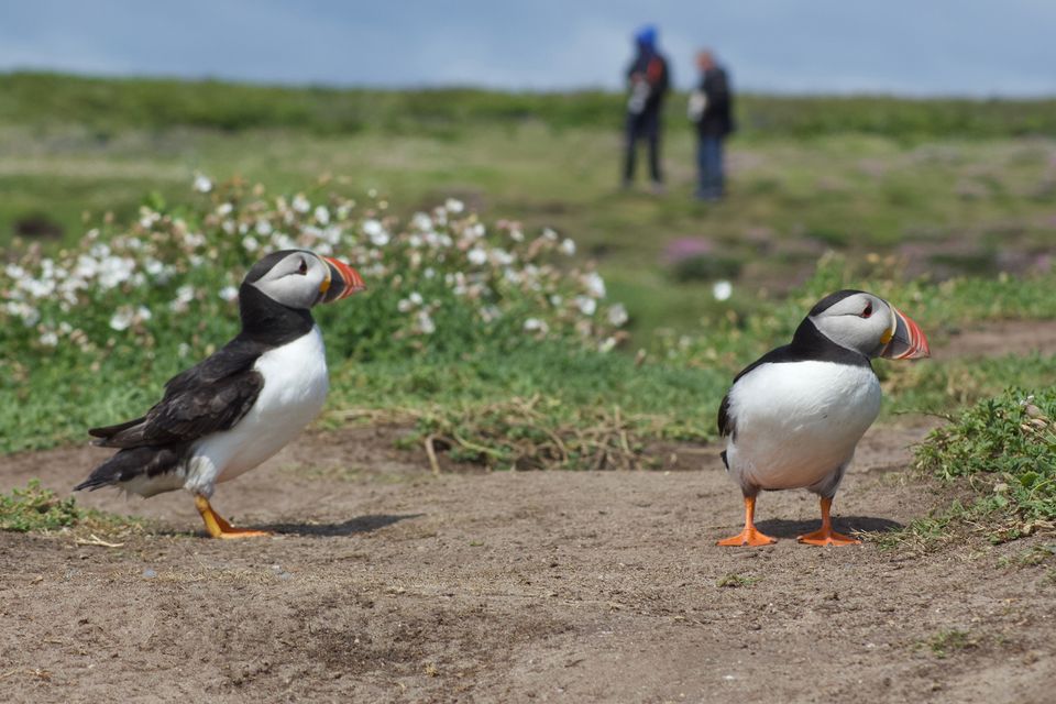 On the Great Saltee. Photo: Nicola Brady