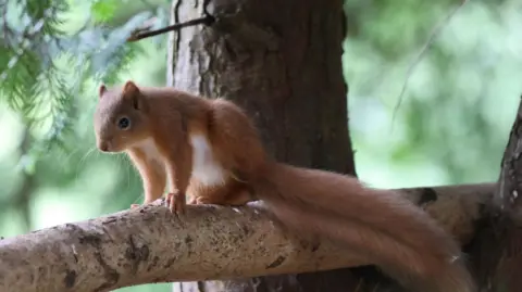 Barry Pert A red squirrel with a beautiful fluffy coat stands on a tree branch, the tree rising up behind it and greenery all around.