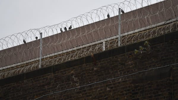 Pigeons roost on top of a wall with chainlink wire.