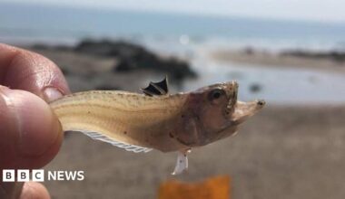 A weever fish being held up by the tail with it's mouth wide open. It is only the length of a finger and the dorsal fins on it's back stand out as three ridged prongs.