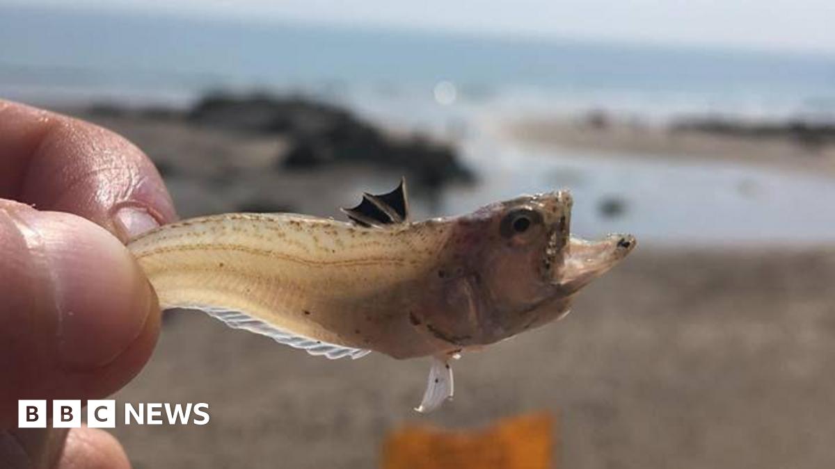 A weever fish being held up by the tail with it's mouth wide open. It is only the length of a finger and the dorsal fins on it's back stand out as three ridged prongs.