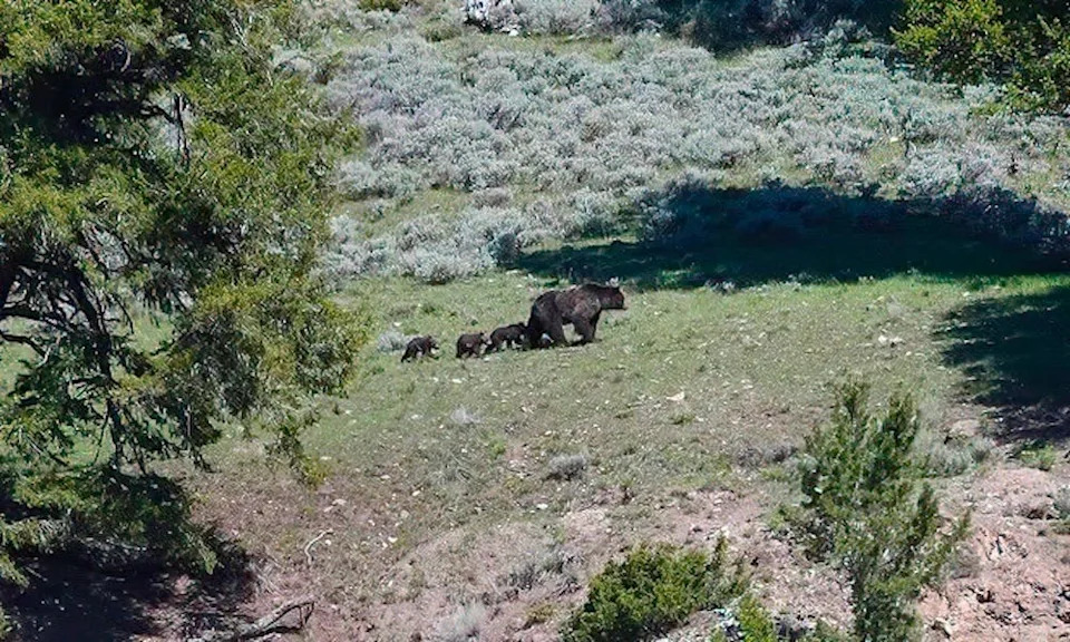 Grizzly bear family on the move.