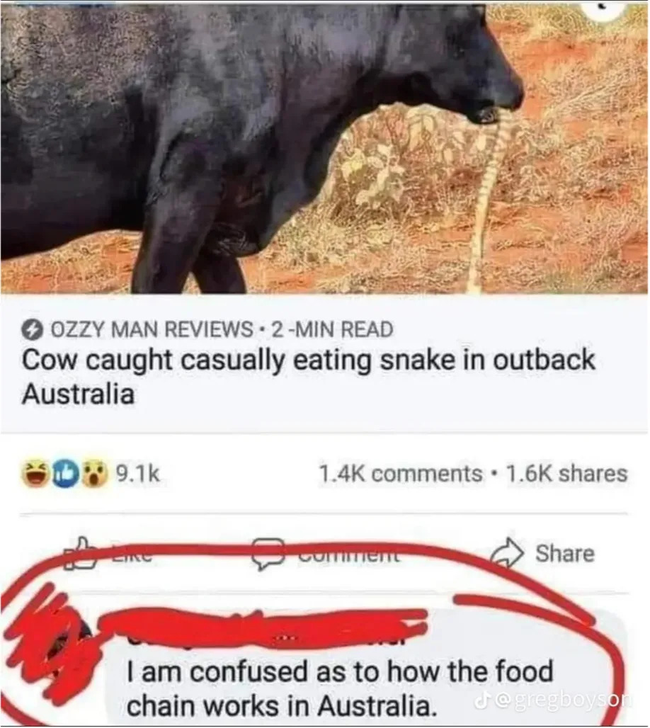 Cow eating a snake in outback Australia, with a person's humorous comment questioning the food chain dynamics in Australia