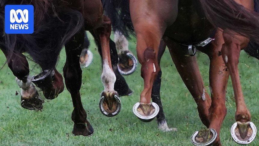 Tasmanian racing stewards stood down pending investigation over bets, ABC understands