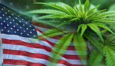 How to Get Legendary European Cannabis Genetics in the United States