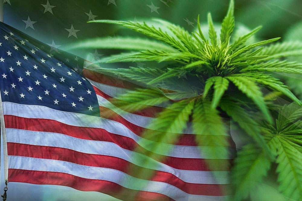 How to Get Legendary European Cannabis Genetics in the United States