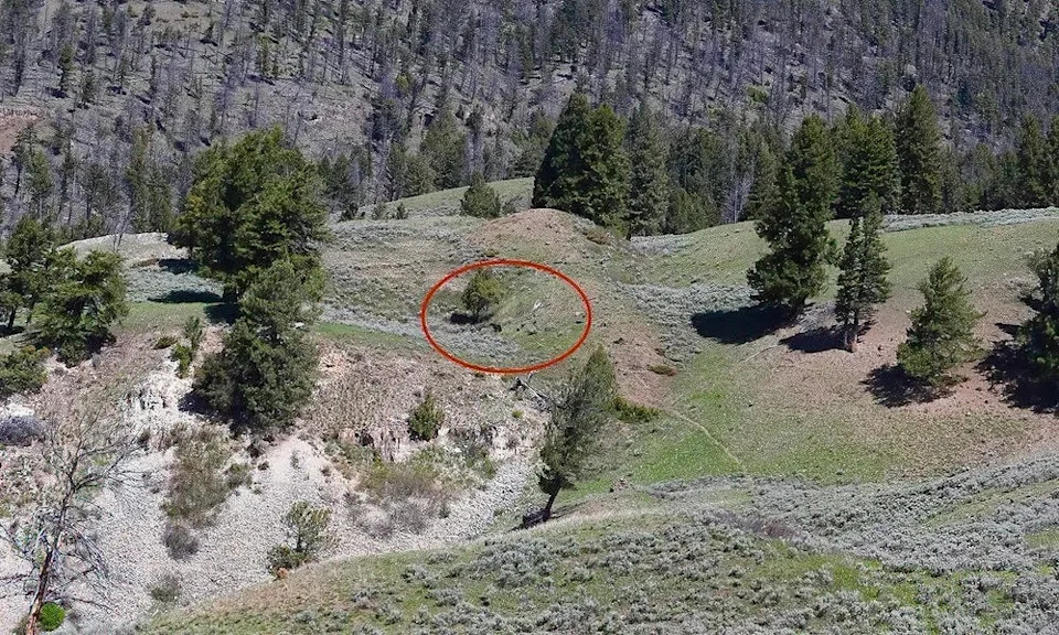Grizzly bears circled.