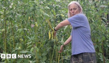 'Balsam bashing' protects pathways, Worcester volunteers say