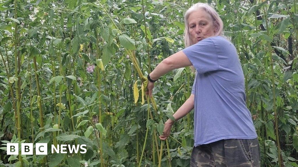 'Balsam bashing' protects pathways, Worcester volunteers say