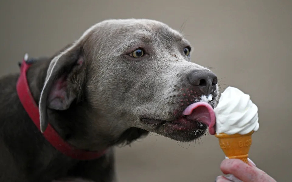 Dog licking an ice cream cone