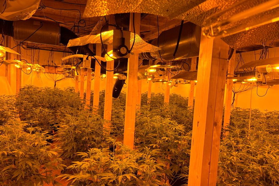 The cannabis had an estimated street value of around £400k