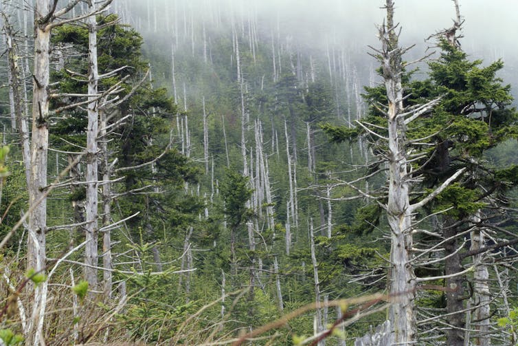 Acid rain damaged this forest on Mt. Mitchell in western North Carolina.