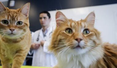 Pets don’t necessarily improve their owners’ well-being