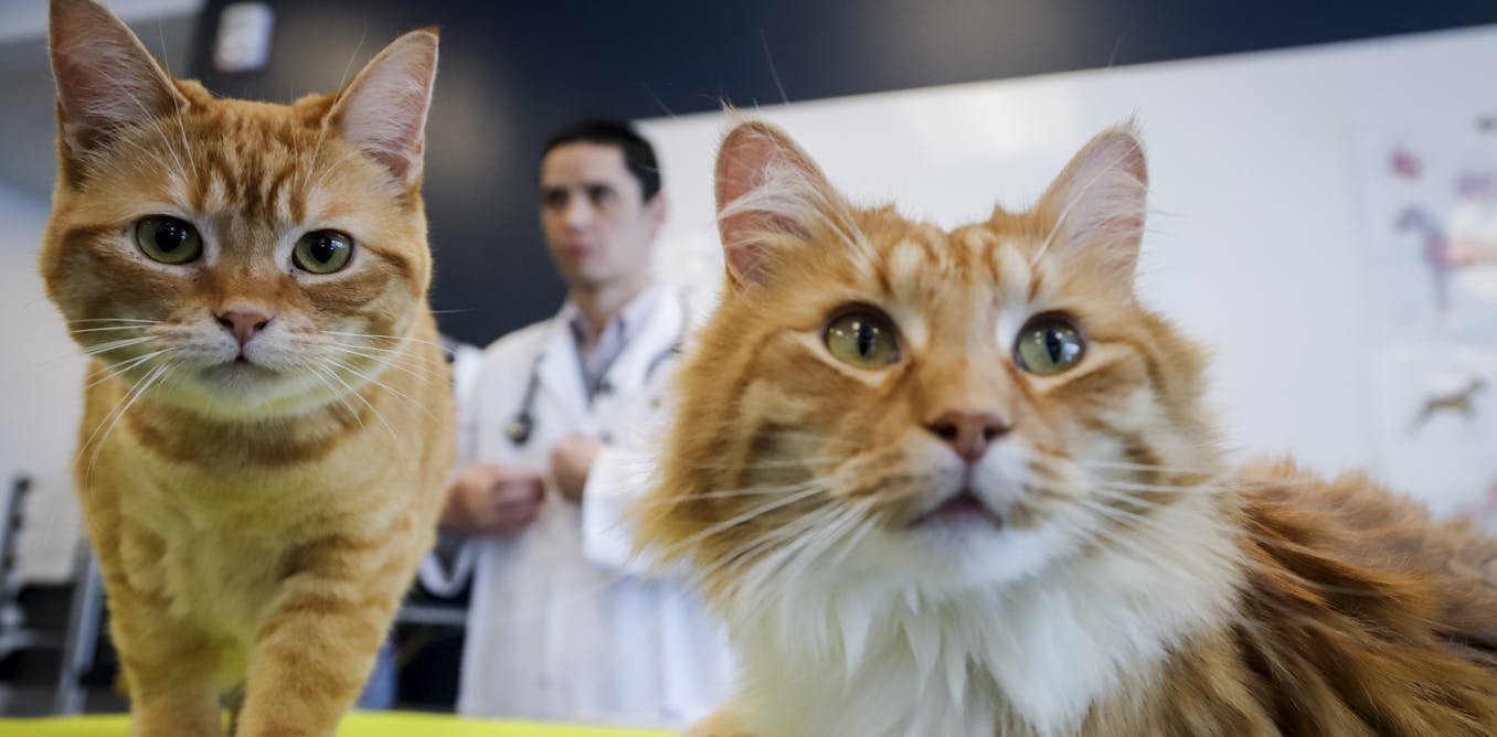 Pets don’t necessarily improve their owners’ well-being