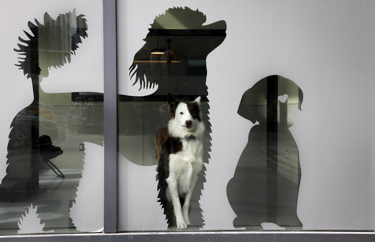 A black and white dog sits peering through the cutout of a poodle.