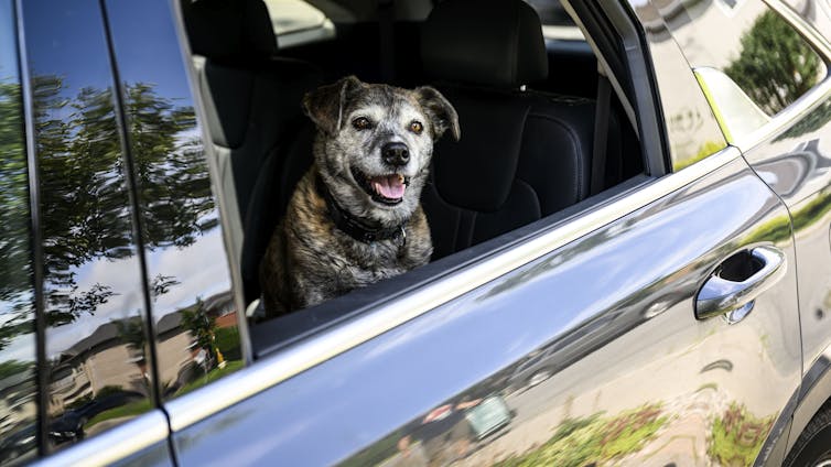 A black dog with a grey muzzle looks out the window of a car.