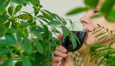 From clear skin to detoxing, chlorophyll and collagen supplements promise a lot, but what does the science say?