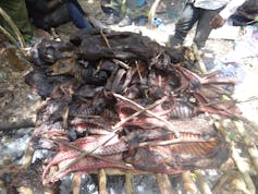 About 30 white-bellied pangolins, duikers and antelopes are piled onto a fire, being smoked, ready to be sold as meat
