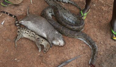 TikTok’s online wild meat sellers – study finds endangered species on offer in west Africa